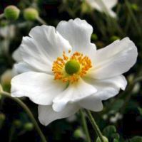 flower_43.jpg