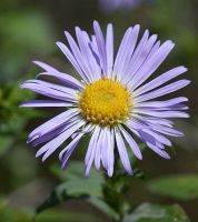 flower_44.jpg