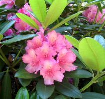 flower_45.jpg