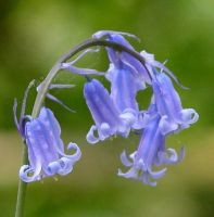 flower_46.jpg