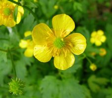flower_47.jpg