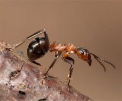 insect_01.jpg