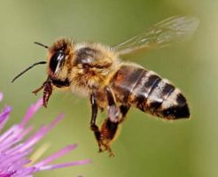 insect_02.jpg