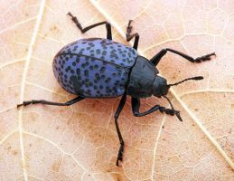 insect_03.jpg