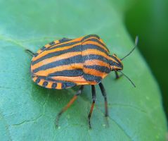 insect_04.jpg