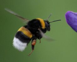 insect_05.jpg