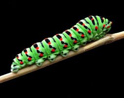 insect_07.jpg