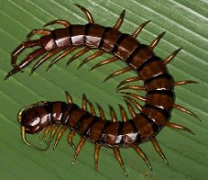 insect_08.jpg