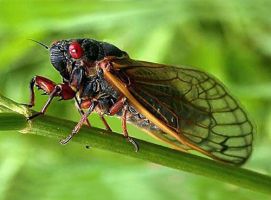 insect_09.jpg