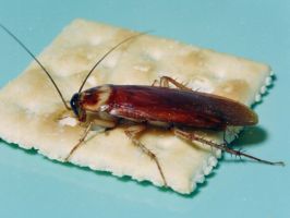 insect_10.jpg