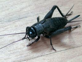 insect_11.jpg