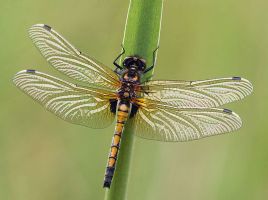 insect_12.jpg