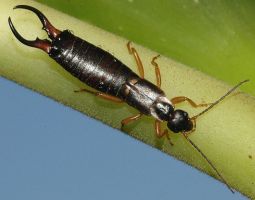 insect_13.jpg