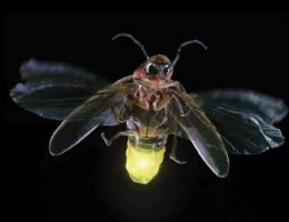 insect_14.jpg