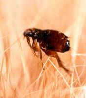 insect_15.jpg