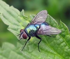 insect_16.jpg