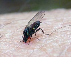 insect_17.jpg