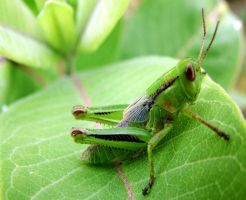 insect_18.jpg