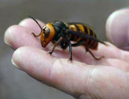 insect_19.jpg