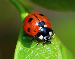 insect_20.jpg