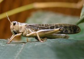 insect_21.jpg