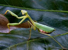 insect_23.jpg