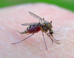 insect_24.jpg
