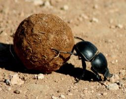 insect_26.jpg