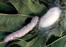 insect_27.jpg