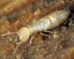 insect_29.jpg