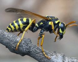 insect_31.jpg