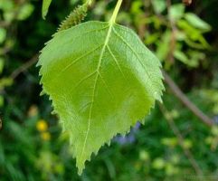 nature_11.jpg