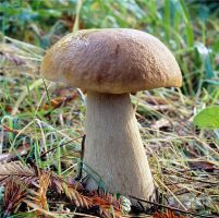 nature_14.jpg