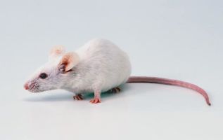 pet_01.jpg