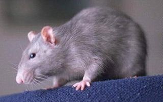 pet_02.jpg