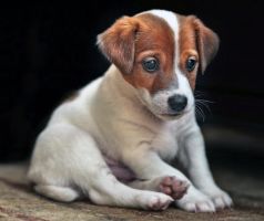 pet_05.jpg