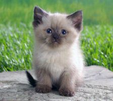 pet_06.jpg