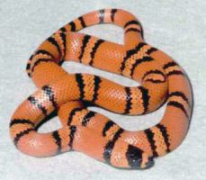 pet_07.jpg