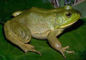 pet_08.jpg