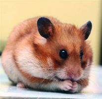 pet_09.jpg