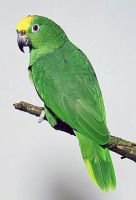 pet_10.jpg