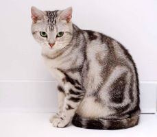 pet_12.jpg