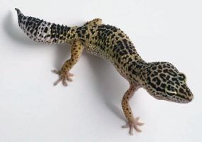 pet_14.jpg