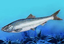 sea_07.jpg