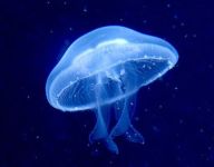 sea_08.jpg