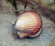 sea_17.jpg