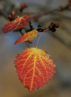 tree_03.jpg