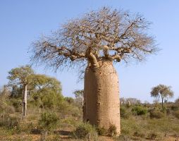tree_04.jpg