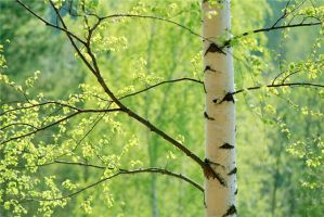 tree_06.jpg
