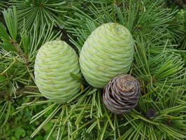 tree_08.jpg